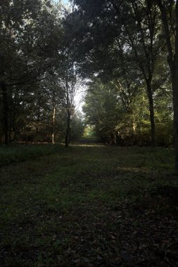 İtalya 'da bir parkta gün ışığında çimenli bir patika.