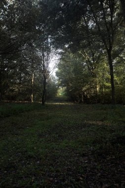 İtalya 'da bir parkta gün ışığında çimenli bir patika.