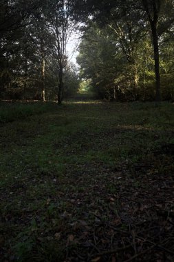 İtalya 'da bir parkta gün ışığında çimenli bir patika.