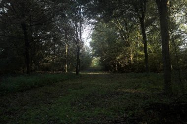 İtalya 'da bir parkta gün ışığında çimenli bir patika.