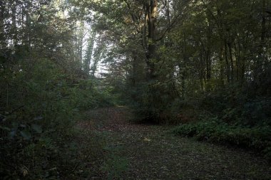 Ormanın ortasında, gölgede yol. Yerde yapraklar var ve güneşli bir günde İtalya 'nın kırsalında bitkilerle çevrili.