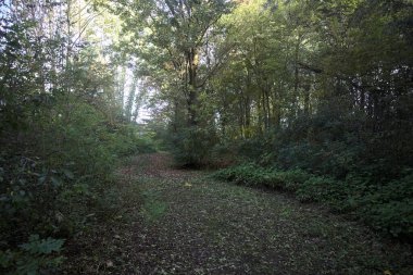 Ormanın ortasında, gölgede yol. Yerde yapraklar var ve güneşli bir günde İtalya 'nın kırsalında bitkilerle çevrili.