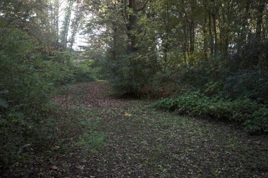 Ormanın ortasında, gölgede yol. Yerde yapraklar var ve güneşli bir günde İtalya 'nın kırsalında bitkilerle çevrili.