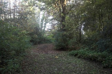 Ormanın ortasında, gölgede yol. Yerde yapraklar var ve güneşli bir günde İtalya 'nın kırsalında bitkilerle çevrili.