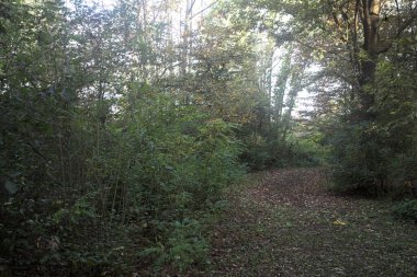 Ormanın ortasında, gölgede yol. Yerde yapraklar var ve güneşli bir günde İtalya 'nın kırsalında bitkilerle çevrili.