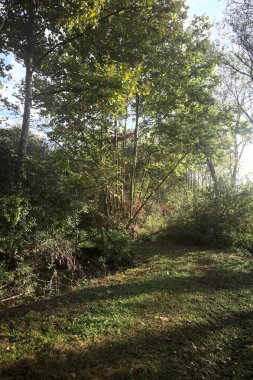 İtalya kırsalında güneşli bir günde, üzerinde ahşap bir korkuluk olan patikanın kenarındaki hendeğe.