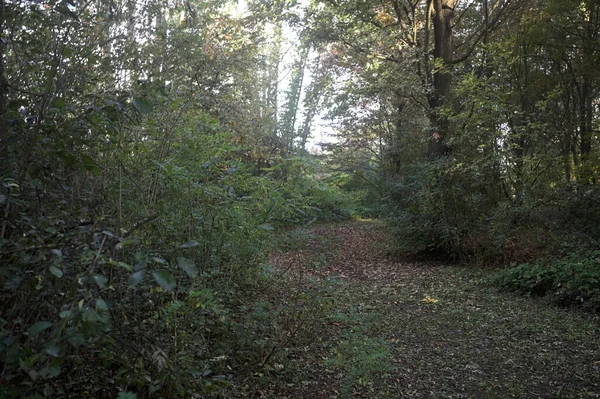 Ormanın ortasında, gölgede yol. Yerde yapraklar var ve güneşli bir günde İtalya 'nın kırsalında bitkilerle çevrili.