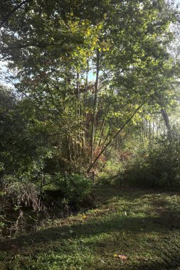 İtalya kırsalında güneşli bir günde, üzerinde ahşap bir korkuluk olan patikanın kenarındaki hendeğe.