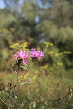 Çiçek açan mor kır çiçekleri yakın planda bitkilerle birlikte görülüyor.