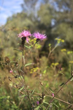 Çiçek açan mor kır çiçekleri yakın planda bitkilerle birlikte görülüyor.