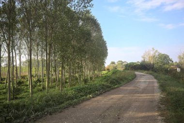 İtalya 'nın kırsal kesimindeki bir ağaç çiftliğinin yanındaki setin gölgesinde çakıl izleri var.