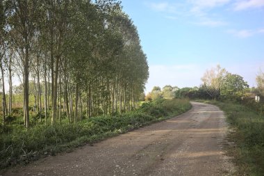 İtalya 'nın kırsal kesimindeki bir ağaç çiftliğinin yanındaki setin gölgesinde çakıl izleri var.