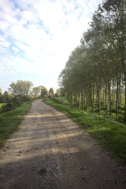 İtalya 'nın kırsal kesimindeki bir ağaç çiftliğinin yanındaki setin gölgesinde çakıl izleri var.