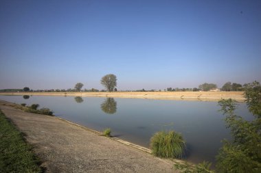 İtalya 'nın kırsal kesimlerinde güneşli bir günde, bir nehrin kıyısındaki bir tarlada yansıması suya düşen kavak.