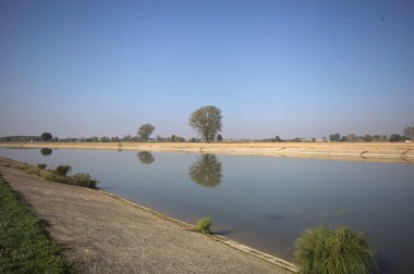 İtalya 'nın kırsal kesimlerinde güneşli bir günde, bir nehrin kıyısındaki bir tarlada yansıması suya düşen kavak.