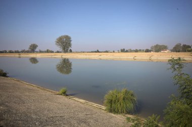 İtalya 'nın kırsal kesimlerinde güneşli bir günde, bir nehrin kıyısındaki bir tarlada yansıması suya düşen kavak.