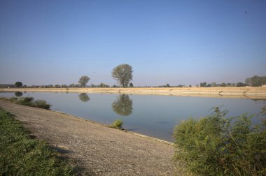 İtalya 'nın kırsal kesimlerinde güneşli bir günde, bir nehrin kıyısındaki bir tarlada yansıması suya düşen kavak.