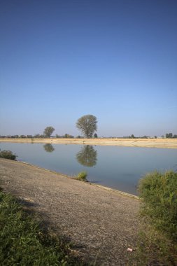 İtalya 'nın kırsal kesimlerinde güneşli bir günde, bir nehrin kıyısındaki bir tarlada yansıması suya düşen kavak.