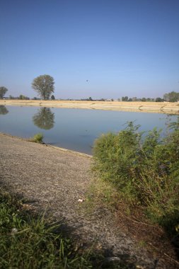 İtalya 'nın kırsal kesimlerinde güneşli bir günde, bir nehrin kıyısındaki bir tarlada yansıması suya düşen kavak.