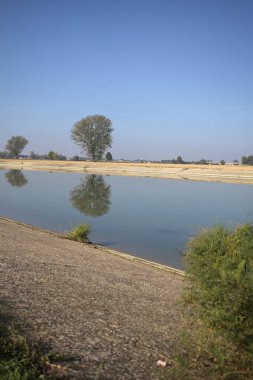 İtalya 'nın kırsal kesimlerinde güneşli bir günde, bir nehrin kıyısındaki bir tarlada yansıması suya düşen kavak.