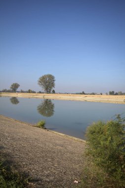 İtalya 'nın kırsal kesimlerinde güneşli bir günde, bir nehrin kıyısındaki bir tarlada yansıması suya düşen kavak.