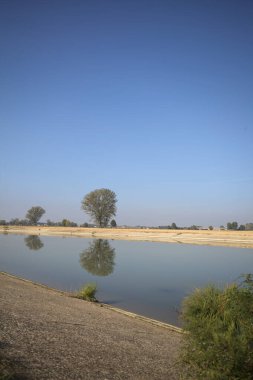 İtalya 'nın kırsal kesimlerinde güneşli bir günde, bir nehrin kıyısındaki bir tarlada yansıması suya düşen kavak.