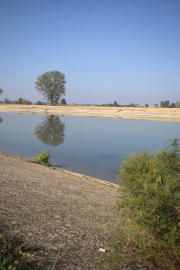 İtalya 'nın kırsal kesimlerinde güneşli bir günde, bir nehrin kıyısındaki bir tarlada yansıması suya düşen kavak.