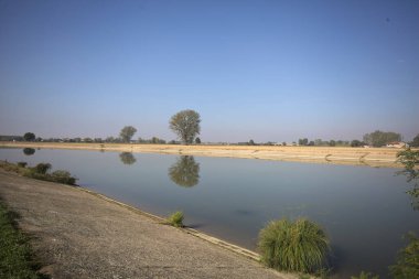 İtalya 'nın kırsal kesimlerinde güneşli bir günde, bir nehrin kıyısındaki bir tarlada yansıması suya düşen kavak.