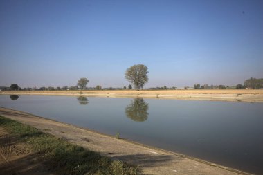 İtalya 'nın kırsal kesimlerinde güneşli bir günde, bir nehrin kıyısındaki bir tarlada yansıması suya düşen kavak.