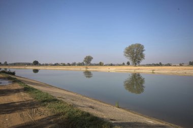İtalya 'nın kırsal kesimlerinde güneşli bir günde, bir nehrin kıyısındaki bir tarlada yansıması suya düşen kavak.