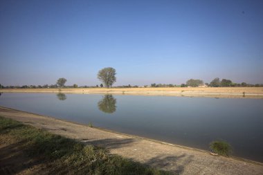 İtalya 'nın kırsal kesimlerinde güneşli bir günde, bir nehrin kıyısındaki bir tarlada yansıması suya düşen kavak.