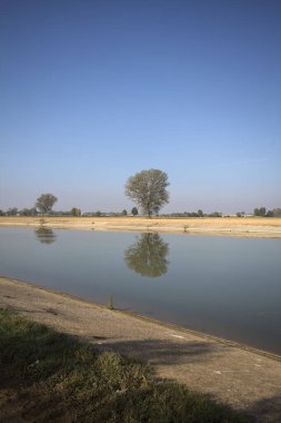 İtalya 'nın kırsal kesimlerinde güneşli bir günde, bir nehrin kıyısındaki bir tarlada yansıması suya düşen kavak.