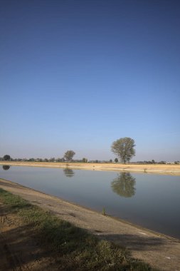 İtalya 'nın kırsal kesimlerinde güneşli bir günde, bir nehrin kıyısındaki bir tarlada yansıması suya düşen kavak.