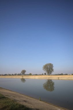 İtalya 'nın kırsal kesimlerinde güneşli bir günde, bir nehrin kıyısındaki bir tarlada yansıması suya düşen kavak.