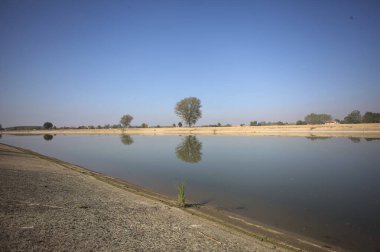 İtalya 'nın kırsal kesimlerinde güneşli bir günde, bir nehrin kıyısındaki bir tarlada yansıması suya düşen kavak.