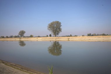 İtalya 'nın kırsal kesimlerinde güneşli bir günde, bir nehrin kıyısındaki bir tarlada yansıması suya düşen kavak.