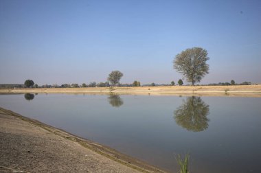 İtalya 'nın kırsal kesimlerinde güneşli bir günde, bir nehrin kıyısındaki bir tarlada yansıması suya düşen kavak.