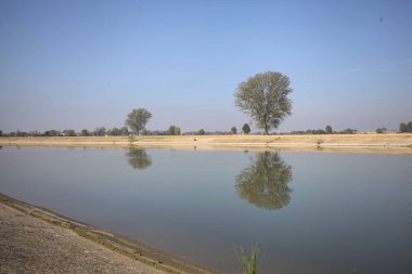 İtalya 'nın kırsal kesimlerinde güneşli bir günde, bir nehrin kıyısındaki bir tarlada yansıması suya düşen kavak.