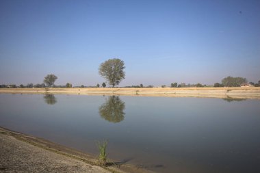 İtalya 'nın kırsal kesimlerinde güneşli bir günde, bir nehrin kıyısındaki bir tarlada yansıması suya düşen kavak.