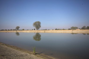 İtalya 'nın kırsal kesimlerinde güneşli bir günde, bir nehrin kıyısındaki bir tarlada yansıması suya düşen kavak.
