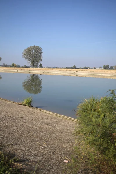 İtalya 'nın kırsal kesimlerinde güneşli bir günde, bir nehrin kıyısındaki bir tarlada yansıması suya düşen kavak.