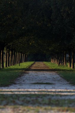 Gün batımında parkta iki sıra ağaçla çevrili patika.