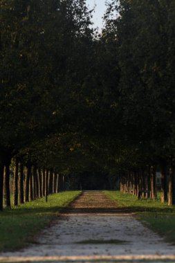 Gün batımında parkta iki sıra ağaçla çevrili patika.