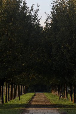 Gün batımında parkta iki sıra ağaçla çevrili patika.