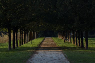 Gün batımında parkta iki sıra ağaçla çevrili patika.