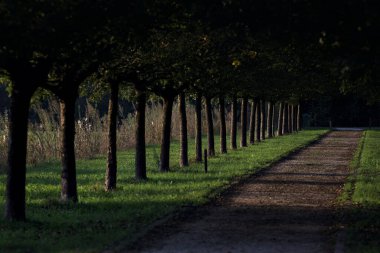Gün batımında parkta iki sıra ağaçla çevrili patika.