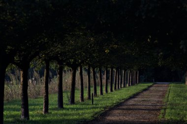 Gün batımında parkta iki sıra ağaçla çevrili patika.