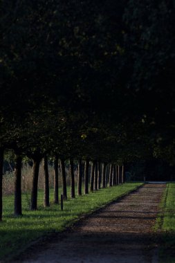 Gün batımında parkta iki sıra ağaçla çevrili patika.