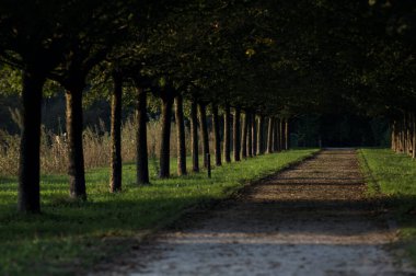 Gün batımında parkta iki sıra ağaçla çevrili patika.