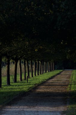Gün batımında parkta iki sıra ağaçla çevrili patika.